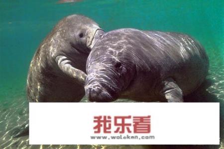 世界上到底有没有美人鱼？有何依据？