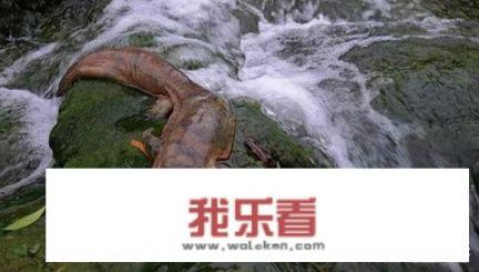 世界上到底有没有美人鱼？有何依据？