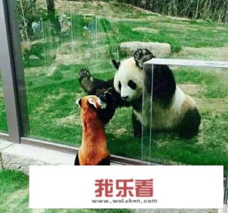 看到熊猫的朋友圈怎么发？