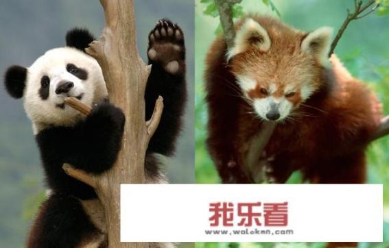 看到熊猫的朋友圈怎么发？