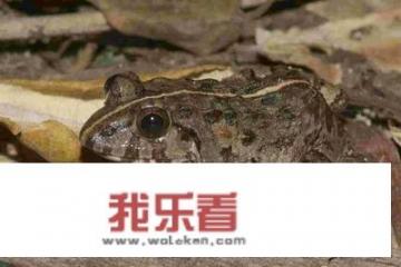 小时候农村稻田里到处都是土青蛙，为什么没人抓来吃，是不能吃吗？