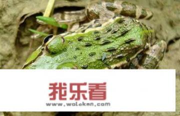 小时候农村稻田里到处都是土青蛙，为什么没人抓来吃，是不能吃吗？