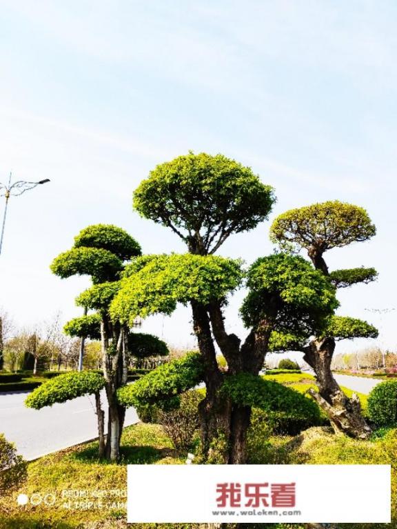 大叶子植物图片，有哪些植物的叶子很特别？
