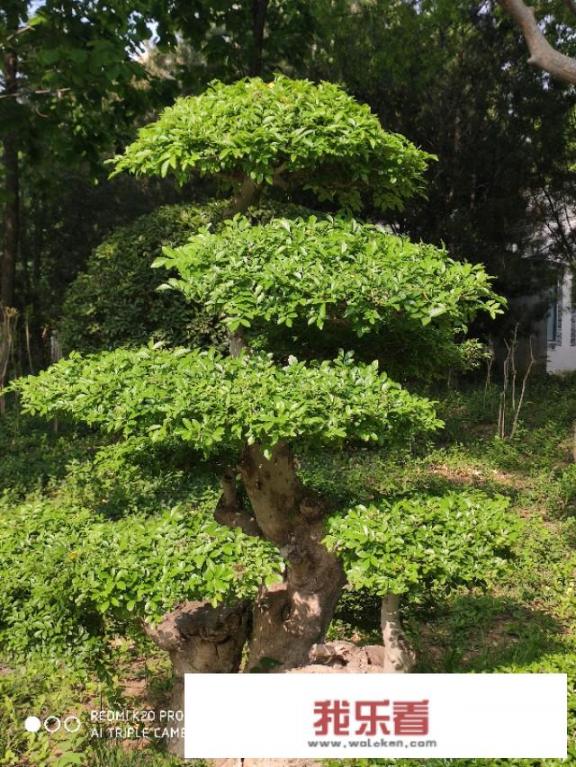 大叶子植物图片，有哪些植物的叶子很特别？
