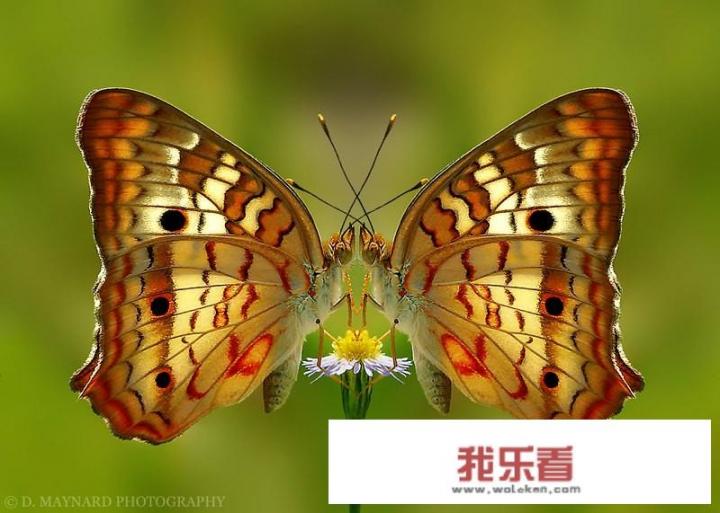 如何评价《黑客帝国》系列电影，你认为它表达了什么主题？
