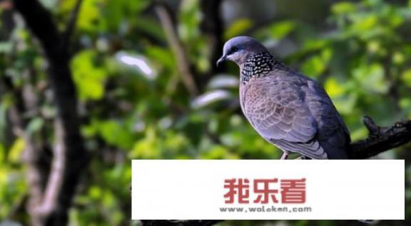 鸽子种类名称及图片？