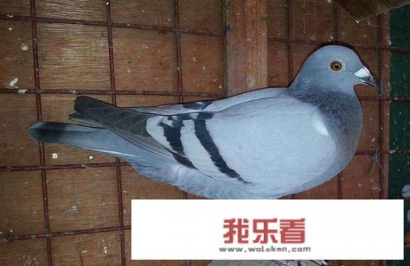鸽子种类名称及图片？