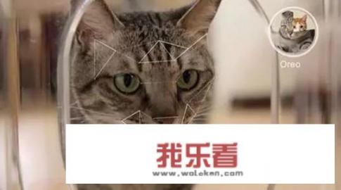 把松鼠当海狮、蜻蜓当井盖……为什么图像识别AI会犯这些“低级错误”？