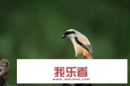 伯劳属不属于猛禽呢？这种鸟好养吗？