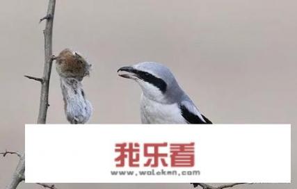 伯劳属不属于猛禽呢？这种鸟好养吗？