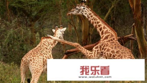 科普贴:长颈鹿是如何交配的？