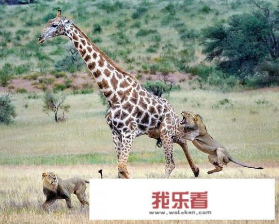 科普贴:长颈鹿是如何交配的？