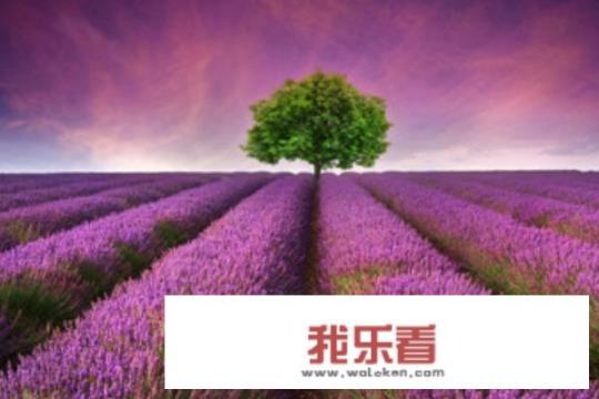 薰衣草花语和寓意？