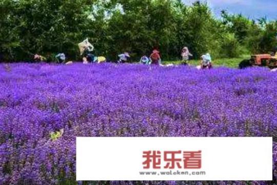 薰衣草花语和寓意？