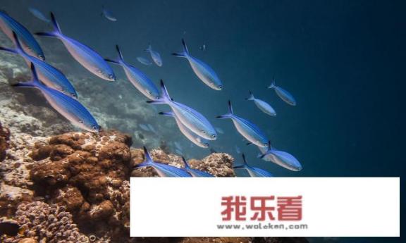 上海天文台和天文馆是一个吗？