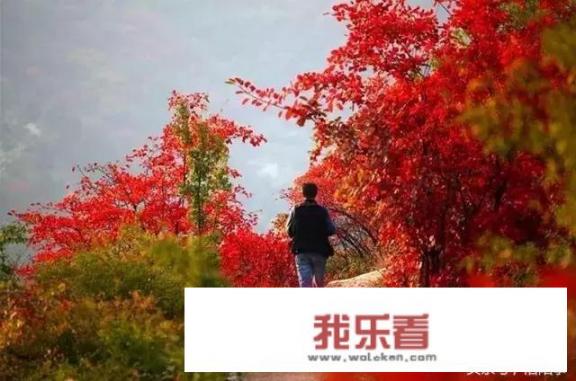 白马寺免门票吗？