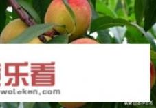 全金黄的桃子有哪些品种？