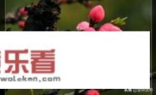 全金黄的桃子有哪些品种？