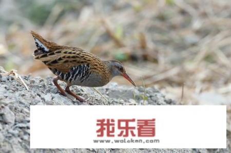 稻鸡的图片和介绍？