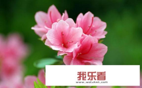 春天的花有哪些？