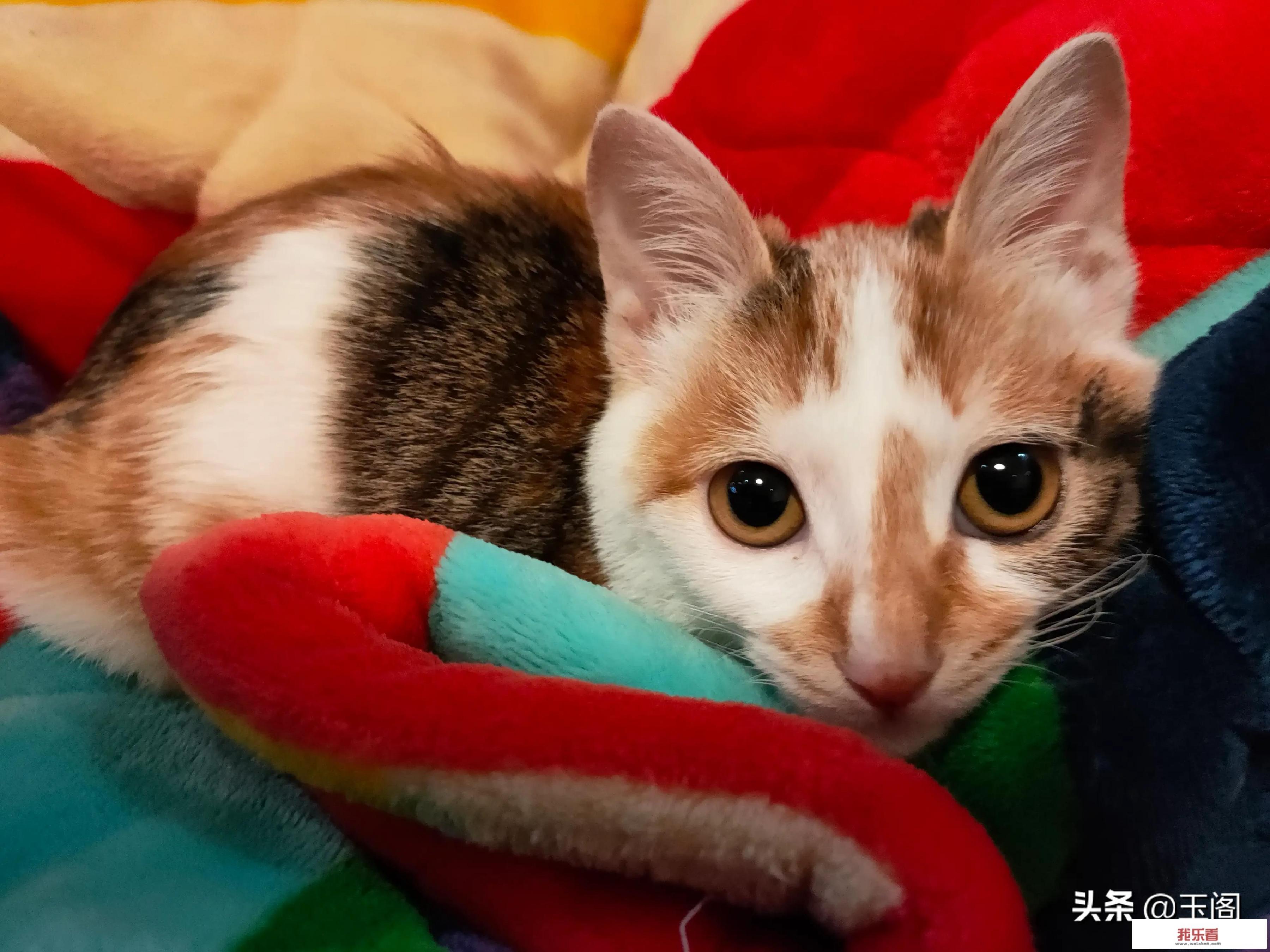 10种不掉毛的猫，你见过几种？
