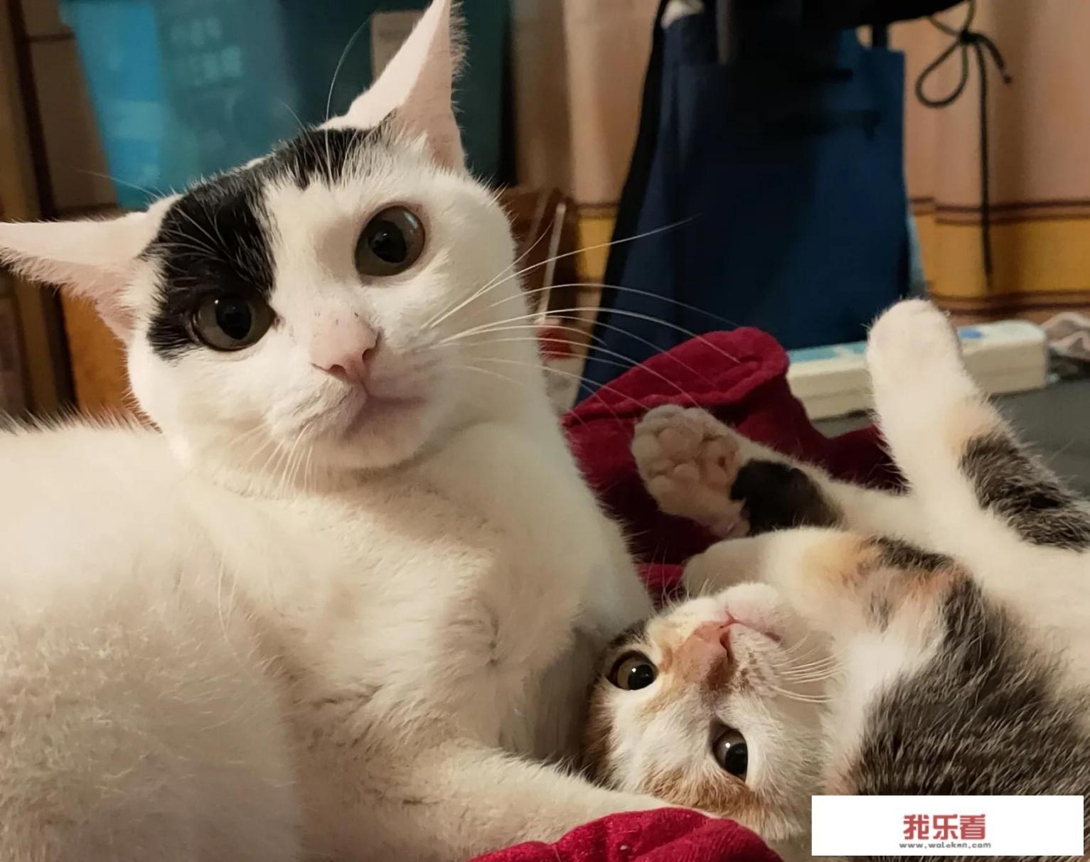 10种不掉毛的猫，你见过几种？