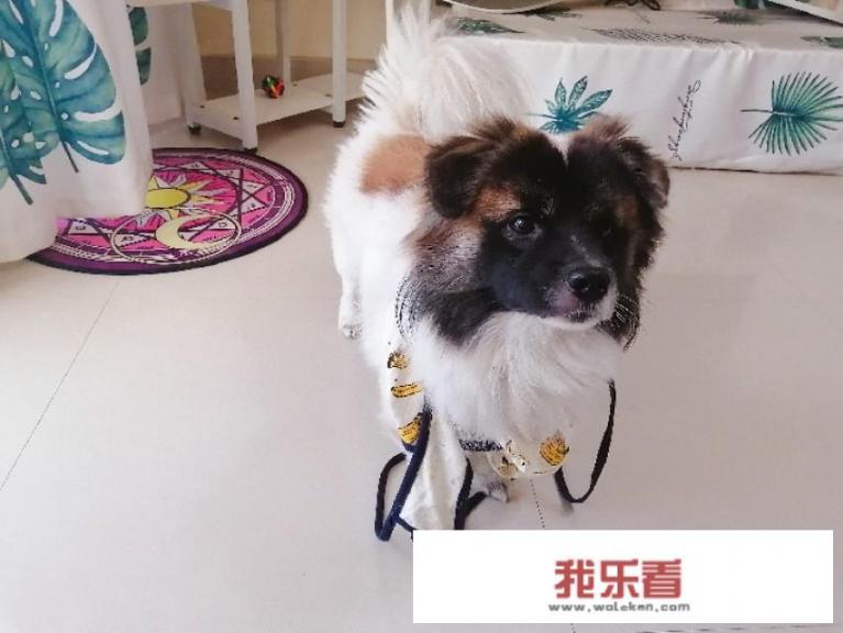 狗一般一年生几次小狗，一胎有几只？