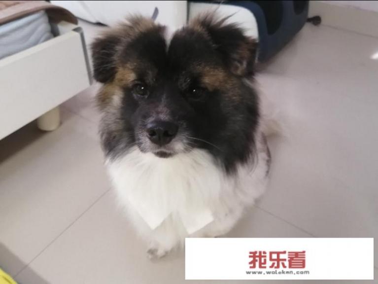 狗一般一年生几次小狗，一胎有几只？
