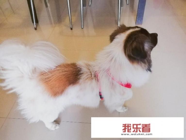 狗一般一年生几次小狗，一胎有几只？