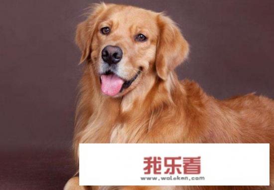 十大温顺犬排行榜，最受欢迎的家养宠物狗？