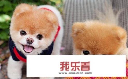 十大温顺犬排行榜，最受欢迎的家养宠物狗？