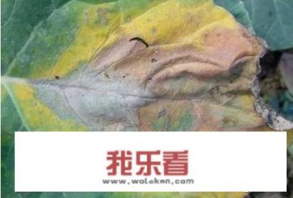 油菜花图片上怎么配文字？