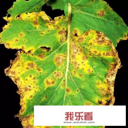 油菜花图片上怎么配文字？