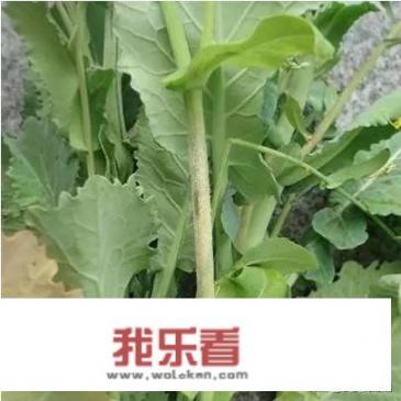 油菜花图片上怎么配文字？