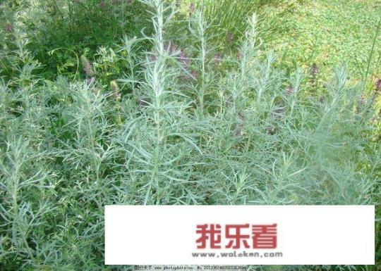 野生艾叶长什么样图片？