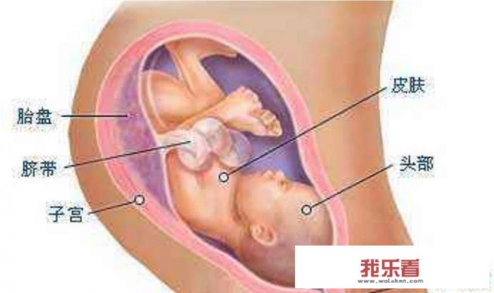 2012年9月怀孕到2022年几月生？