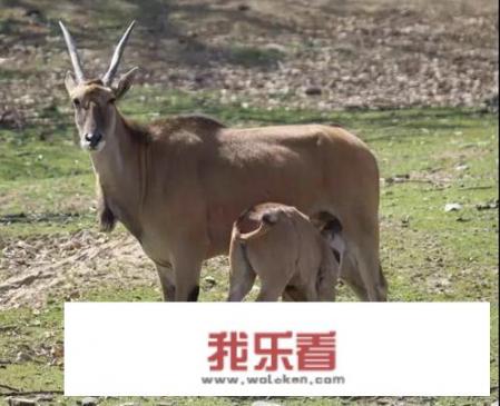 秦岭野生动物园怎么样？