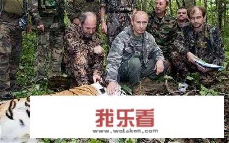 为什么越来越多人喜欢小老虎？