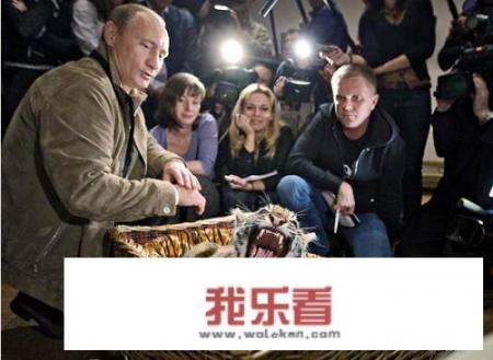 为什么越来越多人喜欢小老虎？