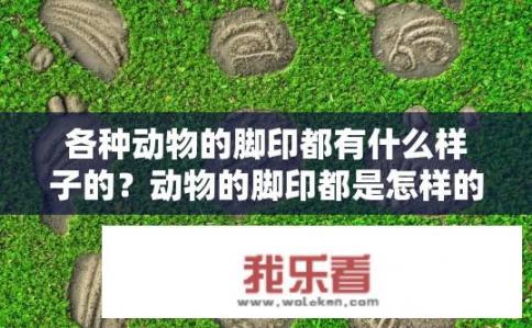 各种动物的脚印都有什么样子的？动物的脚印都是怎样的？动物脚印的特点与种类，形状、质地及如何识别不同足迹类型