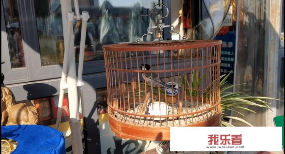 oppo手机如何更改应用商店壁纸上的天气预报？