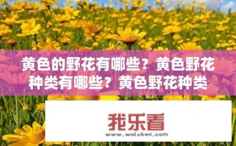 黄色的野花有哪些？黄色野花种类有哪些？黄色野花种类详细揭秘，盘点各类黄花的形态特征与分布信息
