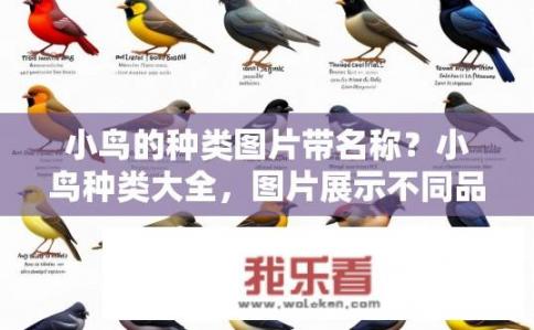 小鸟的种类图片带名称？小鸟种类大全，图片展示不同品种小鸟的外貌特征和名称？