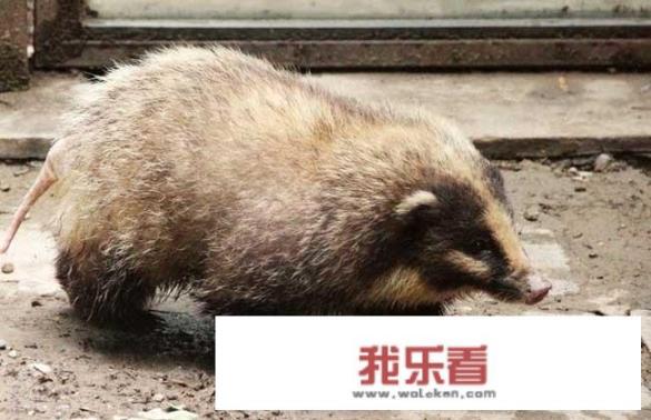 猪獾在山里什么地方呆？