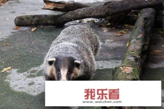 猪獾在山里什么地方呆？
