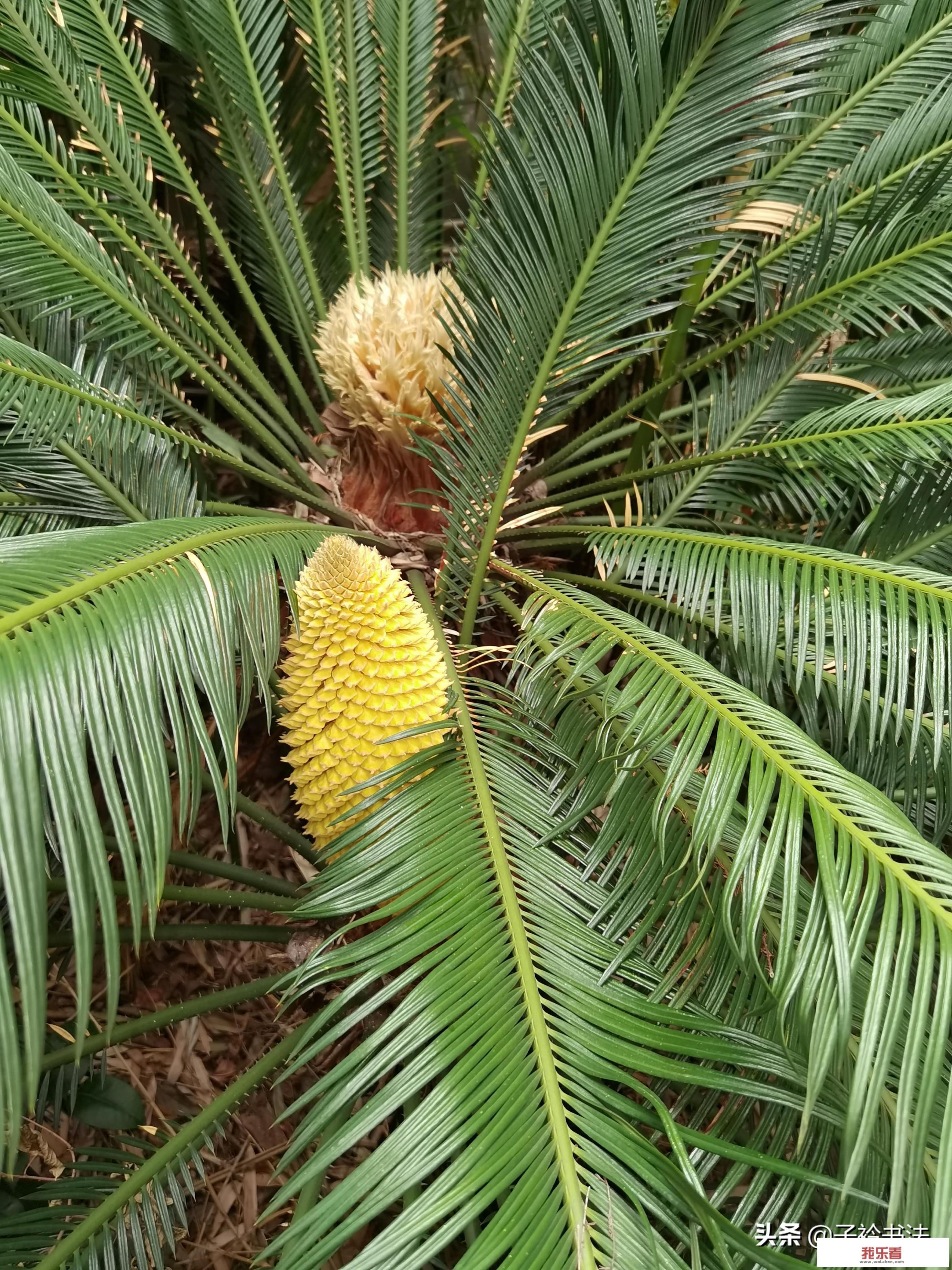 华为各代手机通病？