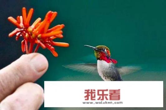 有什么鸟能倒着飞？