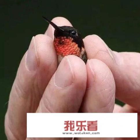 有什么鸟能倒着飞？
