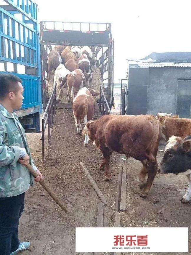 怎样减少牛长途运输应激反应？