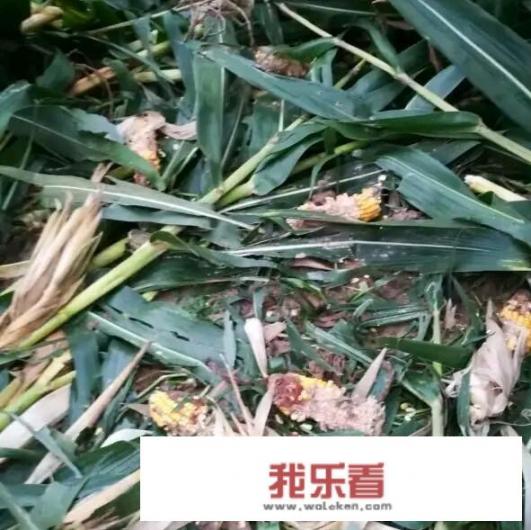 黄片糖是不是就是红糖？